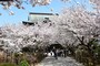 建長寺の桜のトンネル