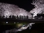 野川の桜ライトアップ