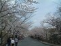 熊本城の桜（2）