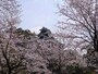 熊本城の桜（3）