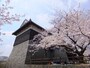 熊本城の桜（4）