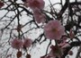 ３月２日には満開だった