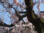 鳥が枝に止まっている
