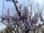 撮影したのは3月24日