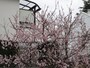 小鳥がたくさんやってきていた