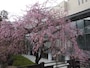 撮影したのは3月25日
