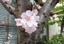 撮影したのは3月25日