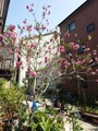 なるほど、これが桃の花。桜とは違いのだ。