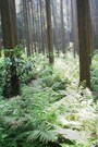 犬懸谷と呼ばれる谷あいの杉林