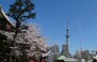 桜とスカイツリーが写せる撮影ポイントはひとでいっぱいだった
