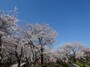 宴会をしている人もいれば歩きながら桜を愛でる人もいる