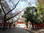 満開時は夜桜なども幻想的