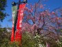 平成26年は3月28日から4月6日まで開催された