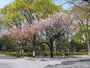 花見客もまったくいない状態