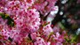 新宿御苑の桜