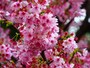 新宿御苑の桜