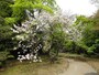 江戸時代後期から栽培が始まり、明治時代に荒川堤から全国に広まった