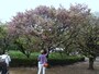 迫力のある桜だ