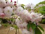 葉は一葉と同じ緑色だ