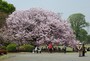 大きな木にいっぱいの花が咲いていた