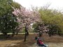 下でお弁当を広げたくなるような桜
