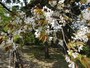 江戸時代後期から栽培が始まり、明治時代に荒川堤から全国に広まった