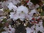 室町時代にはすでに知られていたというからサトザクラの中でもけっこう古い