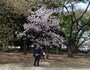 風に揺れる姿が優雅だ