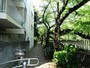 桜並木がこのあたりから復活