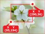 切り抜く範囲の指定(座標)