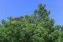 青い空、鮮やかな緑