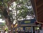 マツモトシェイブアイスの店舗前。ハレイワ・ストア・ロットには、ファッションブティックやレストランなど約20店舗が並ぶ