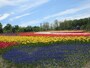 すずらん公園のチューリップ