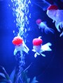 表情がかわいらしい金魚