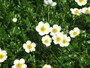 可憐な花、チングルマ