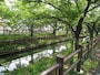 川越氷川神社の裏手、緑あふれる新河岸川。
