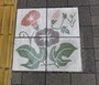 この絵があるのが「あさがおロード」だ
