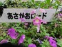 朝顔が美しく咲いていた
