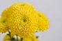 後の雛・秋の雛　9月9日の重陽の節句（菊の節句）は、五節句のひとつ