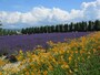 富田ファーム