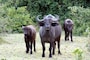 buffalofamily