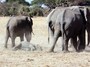 elephantbaby