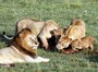 lionfafily