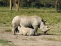 rhinofeeding