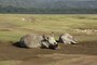 sleepingrhino