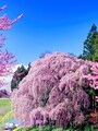 合戦場の桜