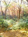 紅葉に包まれた獅子舞の谷