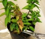 傷んだ葉や茎を元から切る