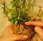 苗の配置を決める
