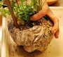 土をすきこむ作業は箸を使って